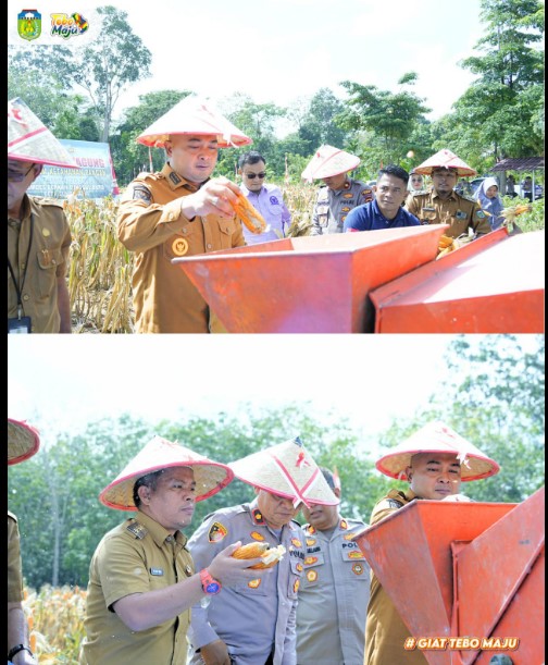 BUPATI DAN WAKIL BUPATI TEBO PANEN RAYA PERDANA JAGUNG PROGRAM KETAHANAN PANGAN 2025
